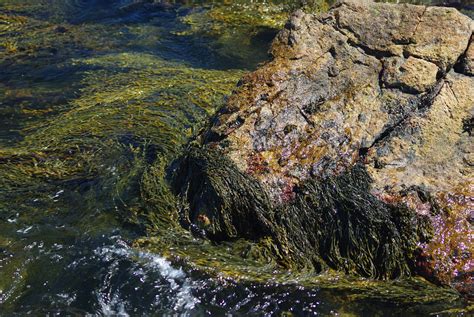 Unlocking the Potential of Seaweed Farming in Santa Cruz
